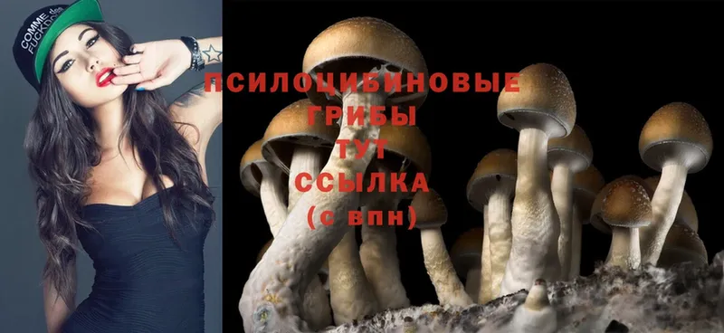 где продают наркотики  Владикавказ  Галлюциногенные грибы Psilocybine cubensis 