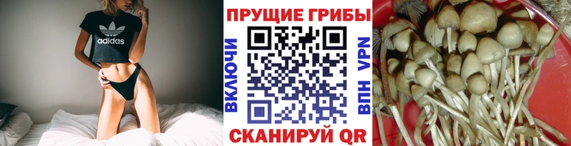 Галлюциногенные грибы Cubensis  Владикавказ 