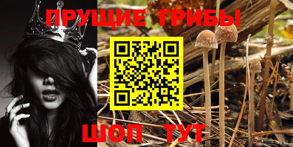 Псилоцибиновые грибы Psilocybe Владикавказ